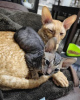 Photo №2 to announcement № 123672 for the sale of cornish rex - buy in Germany private announcement