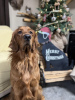 Photo №2 to announcement № 56606 for the sale of golden retriever - buy in Germany private announcement