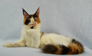 Photo №2 to announcement № 4711 for the sale of maine coon - buy in Russian Federation from nursery
