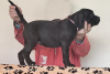 Photo №2 to announcement № 125364 for the sale of cane corso - buy in Serbia 