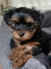 Additional photos: Yorkie puppies for sale