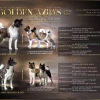 Photo №2 to announcement № 113588 for the sale of american akita - buy in Serbia 