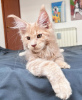 Photo №1. maine coon - for sale in the city of Berlin | 528$ | Announcement № 105630