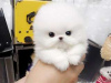 Photo №1. pomeranian - for sale in the city of Paris | Is free | Announcement № 13324