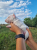 Additional photos: Miniature Bull Terrier FCI