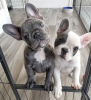 Photo №1. french bulldog - for sale in the city of Лидс | 300$ | Announcement № 121537