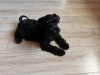 Photo №2 to announcement № 31249 for the sale of schnauzer - buy in Poland private announcement