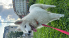 Photo №1. samoyed dog - for sale in the city of Budapest | negotiated | Announcement № 81227