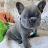 Photo №3. Beautiful French Bulldog puppies. Germany