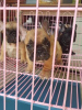 Photo №3. BROWN / BLACK AND GREY FRENCH BULLDOG PUPPIES FOR SALE PHILIPPINES 09457024296. Philippines