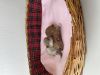Photo №4. I will sell chihuahua in the city of Ньор. from nursery - price - 1057$