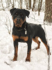 Photo №2 to announcement № 127752 for the sale of rottweiler - buy in Russian Federation private announcement