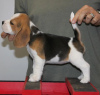 Photo №4. I will sell beagle in the city of Leipzig. private announcement - price - 380$