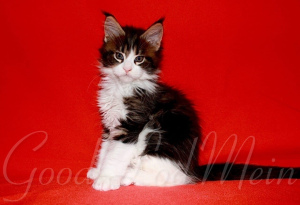 Photo №3. Maine Coon. Kittens. Russian Federation