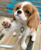 Photo №2 to announcement № 113000 for the sale of cavalier king charles spaniel - buy in Finland private announcement, breeder