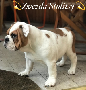 Photo №2 to announcement № 6250 for the sale of english bulldog - buy in Russian Federation private announcement, from nursery, from the shelter, breeder