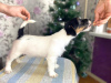 Photo №1. jack russell terrier - for sale in the city of Izhevsk | 328$ | Announcement № 8242