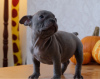 Photo №3. Healthy trained French Bulldog puppies available now for sale. Germany