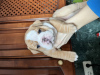 Photo №4. I will sell english bulldog in the city of Minsk. private announcement - price - 634$