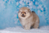 Photo №1. pomeranian - for sale in the city of Tula | 521$ | Announcement № 85567