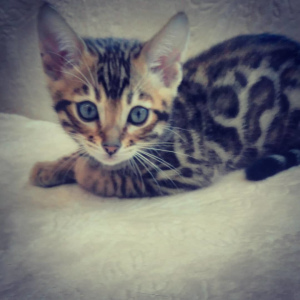 Photo №1. bengal cat - for sale in the city of Minsk | 9$ | Announcement № 1092