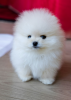 Photo №1. pomeranian - for sale in the city of Stockholm | negotiated | Announcement № 113169