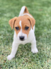 Photo №1. jack russell terrier - for sale in the city of St. Petersburg | 423$ | Announcement № 101144