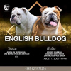 Additional photos: English bulldog puppies