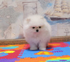 Photo №1. pomeranian - for sale in the city of Kiev | 1600$ | Announcement № 17579