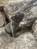 Photo №3. Vet Tested French Bulldog puppies available now for sale. Germany