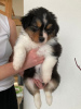 Photo №1. australian shepherd - for sale in the city of Budapest | Is free | Announcement № 120809