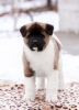 Photo №1. american akita - for sale in the city of Grodno | 1456$ | Announcement № 33084