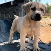 Photo №3. Wunderschöne Bullmastiff-Welpen. Germany