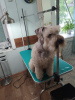 Photo №1. soft-coated wheaten terrier - for sale in the city of Birobidzhan | 521$ | Announcement № 64241