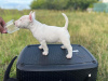 Additional photos: Miniature Bull Terrier FCI