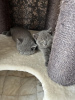 Photo №2 to announcement № 87919 for the sale of british shorthair - buy in Germany from nursery, from the shelter, breeder