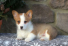 Photo №4. I will sell welsh corgi in the city of Hersonissos.  - price - 412$