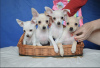 Photo №1. non-pedigree dogs - for sale in the city of Vladimir | negotiated | Announcement № 9403