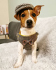 Photo №1. jack russell terrier - for sale in the city of Rome | negotiated | Announcement № 53883