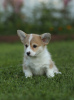 Additional photos: Welsh Corgi Pembroke puppies