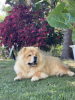 Photo №3. Chow Chow puppies for sale!. Serbia