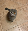 Photo №1. scottish fold - for sale in the city of Zhodino | 99$ | Announcement № 10945
