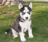 Photo №1. siberian husky - for sale in the city of Антверпен | Is free | Announcement № 116290