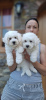 Photo №3. Curly Bichon puppies, beautiful puppies. Serbia