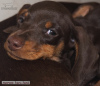 Photo №3. Dachshund miniature - grown up puppy. Russian Federation