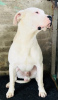 Additional photos: dogo argentino