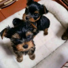 Photo №1. yorkshire terrier - for sale in the city of Bamberg | 370$ | Announcement № 74475