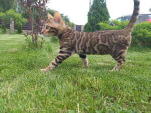 Photo №2 to announcement № 824 for the sale of bengal cat - buy in Belarus private announcement, from nursery, breeder