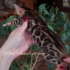 Photo №1. bengal cat - for sale in the city of Москва | 800$ | Announcement № 9793