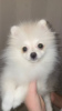 Photo №1. pomeranian - for sale in the city of Kirov | 456$ | Announcement № 40312